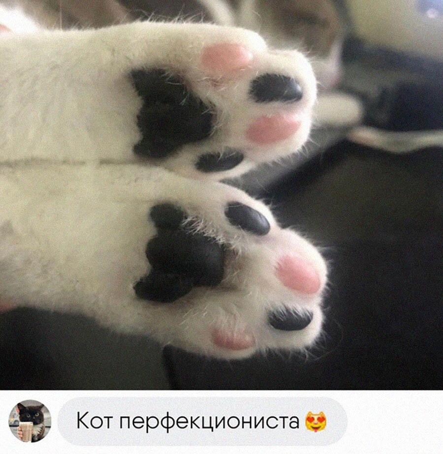 Мем от timacat2 в С.С.К.Р.
