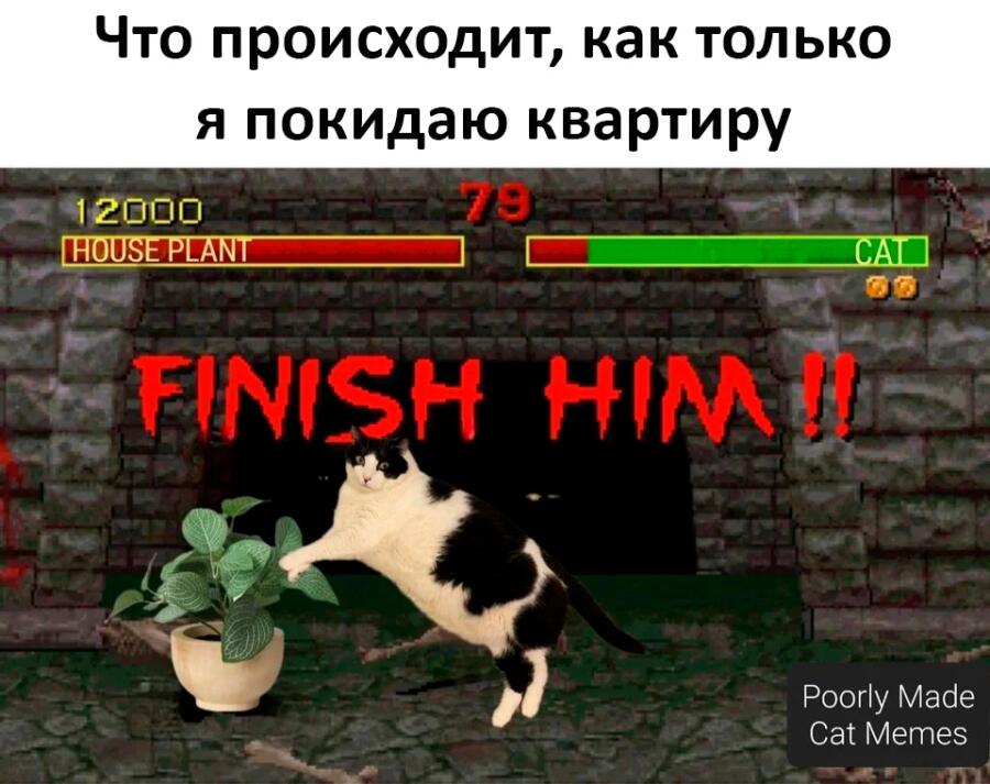 Если котом управляет кто-то при помощи геймпада, нажимая на все кнопки подряд как в Mortal Kombat, то это многое объясня