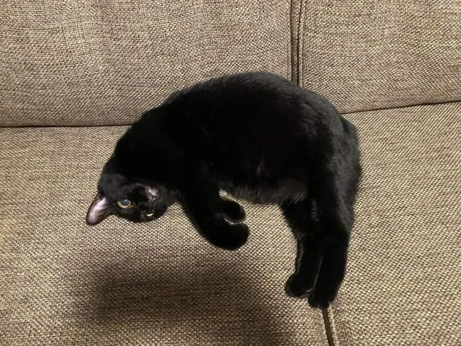Левитирующий кот 😁