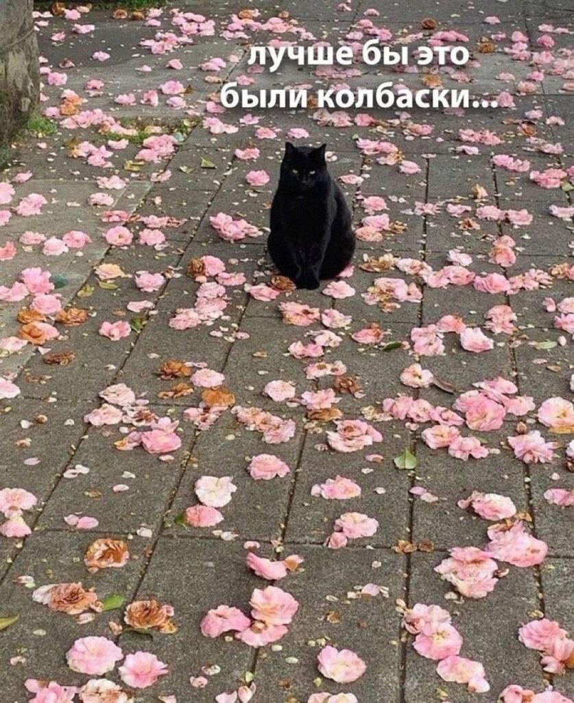 Чёрный кот сидит на асфальте, усыпанном розовыми лепестками, и смотрит в камеру. Надпись: лучше бы это были колбаски...