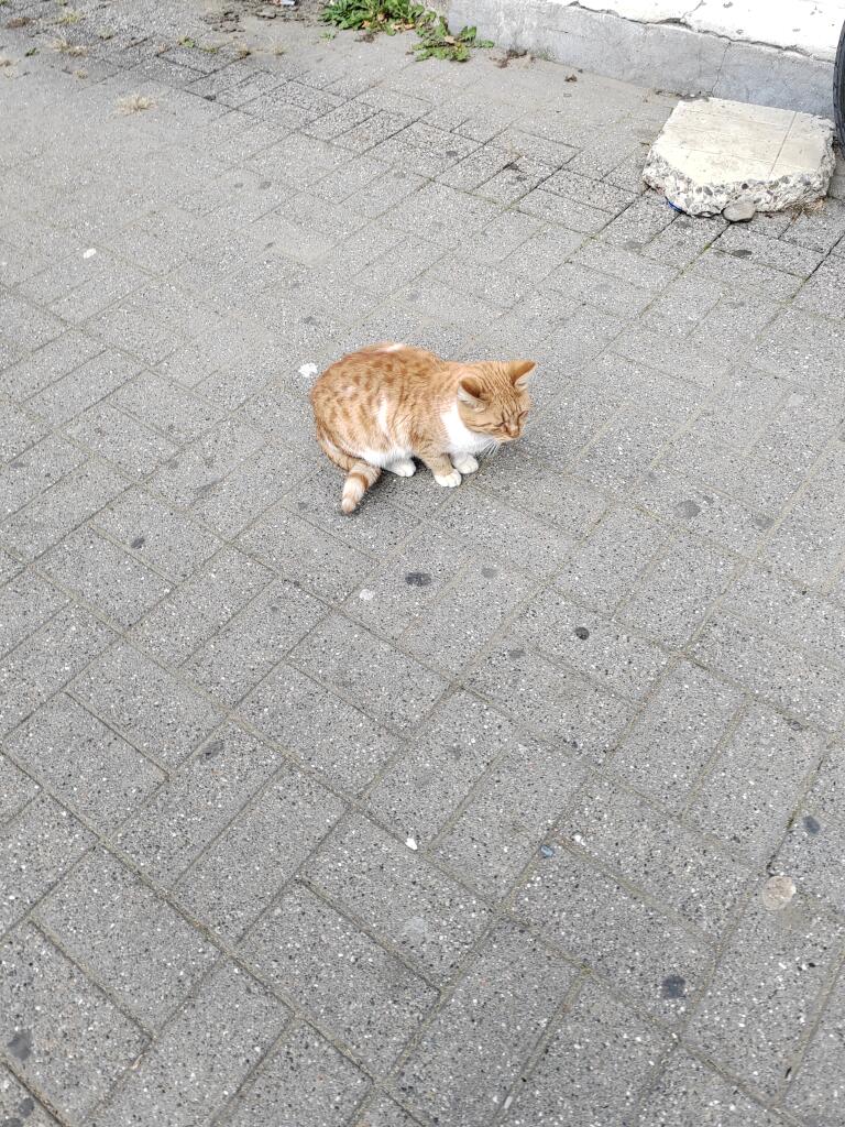 Я на улице видел кота и прозвал его Батон! Аригенальное име