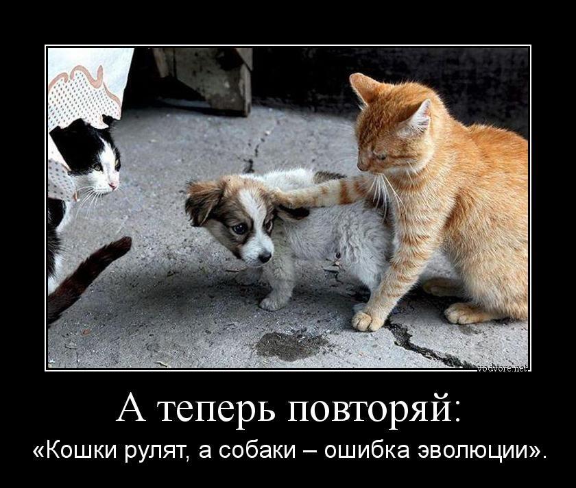Рыжий кот держит лапой мелкую собаку, а чёрно-белый кот наблюдает; надпись про кошек и собак