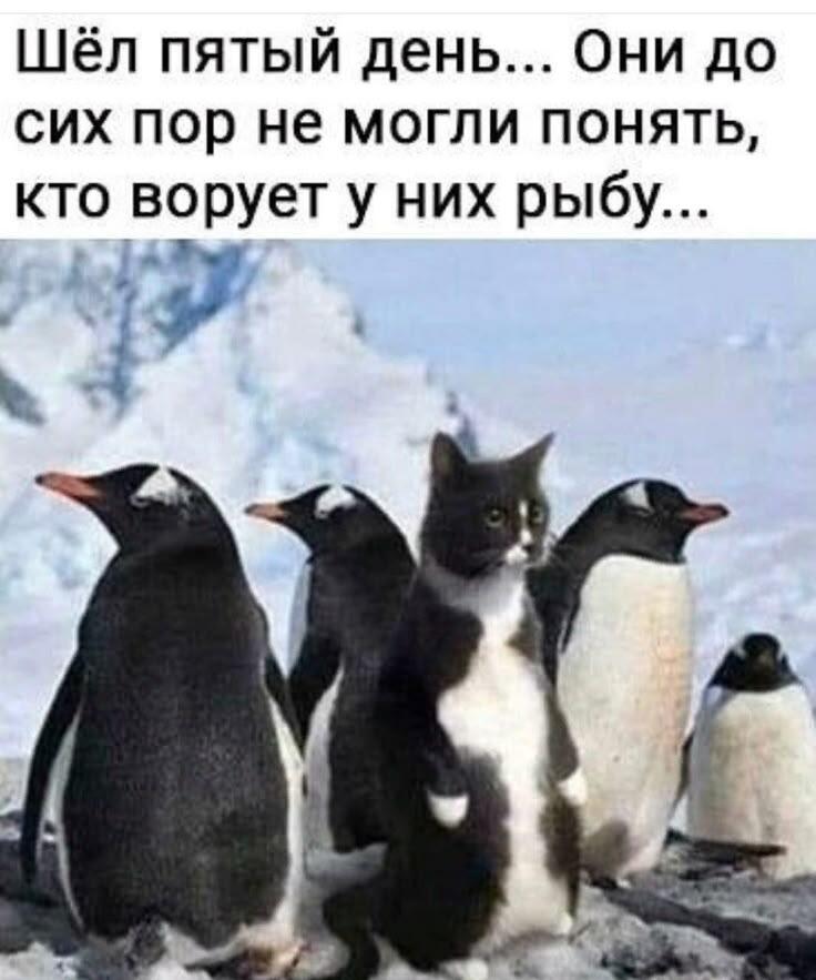 Мем от Ироник{ПЛМ}