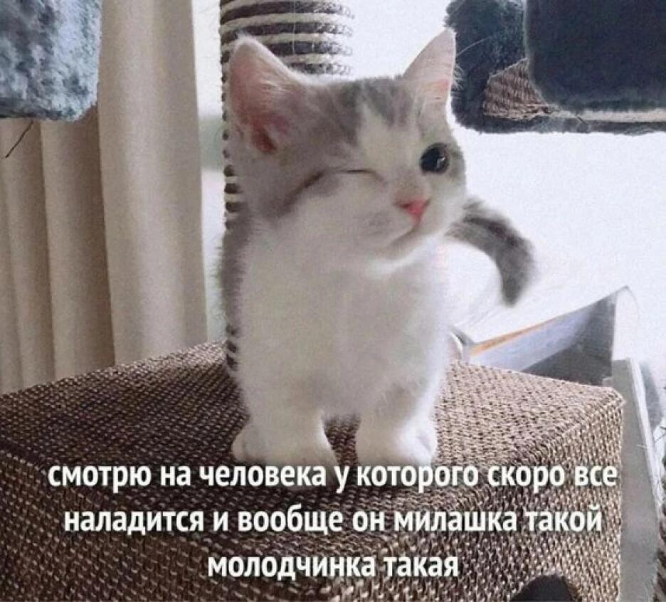 Мем без подписи