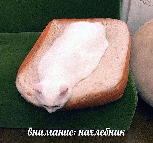 Мем без подписи