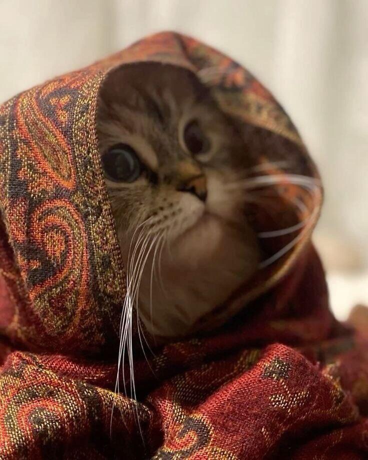 Коотик