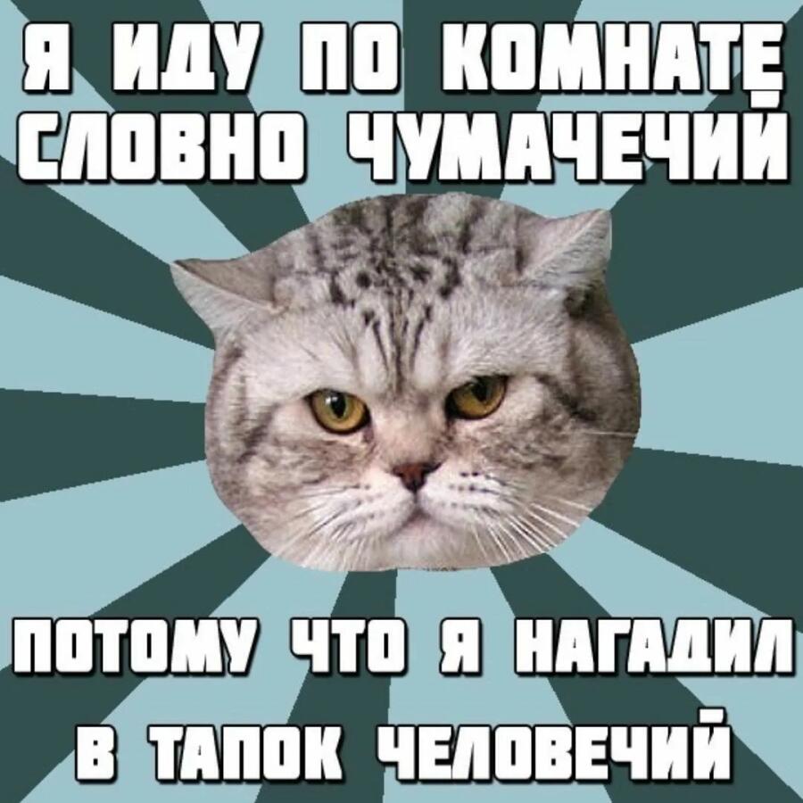 Смешные котики мемы