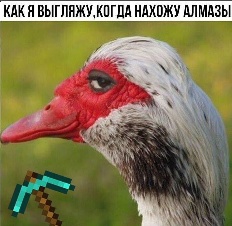 Мем без подписи
