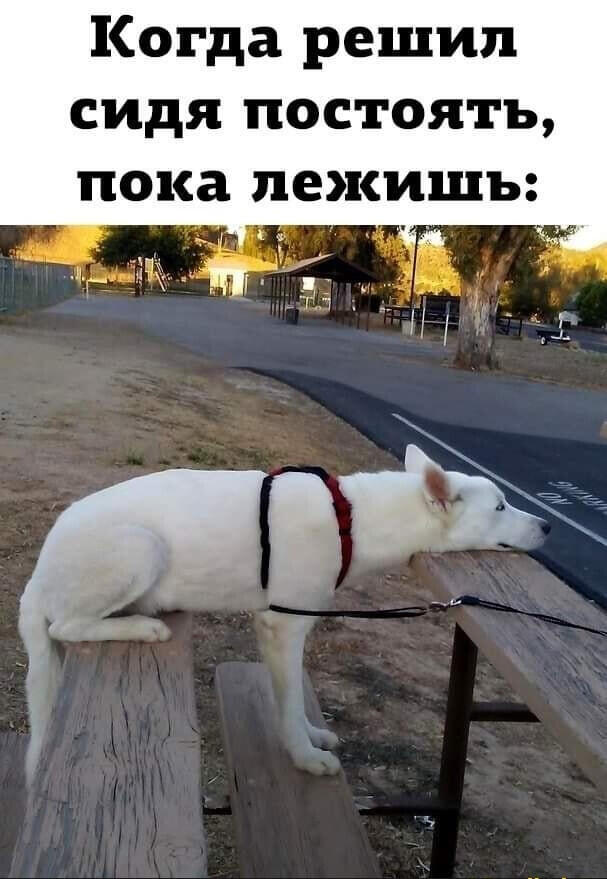 Пару мемов с собаками вам в ленту
