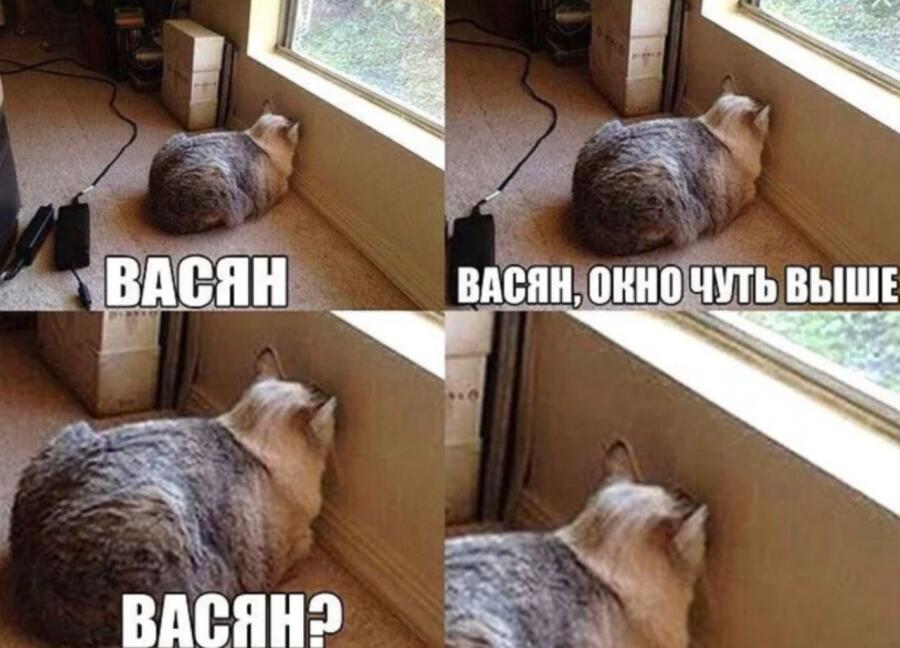 Я:*прошу кота посмотреть погоду* 
Кот: