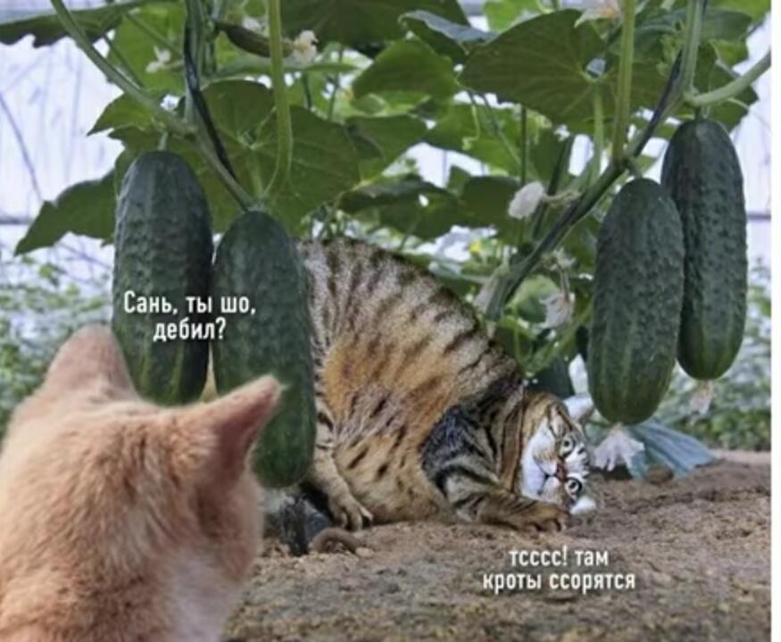 Поплыла кукуха пусть земля ей пухом)))