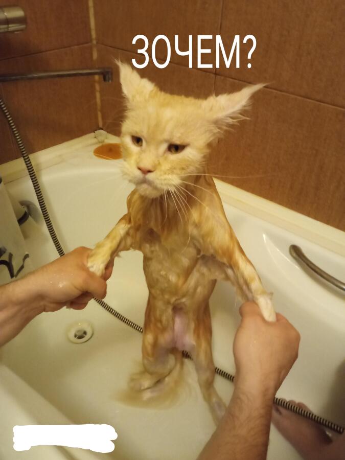 Кот: Я могу мыть себя, мне не нужна ванна 
Я: Кладу кота в ванну и начинаю мыть  
Кот: