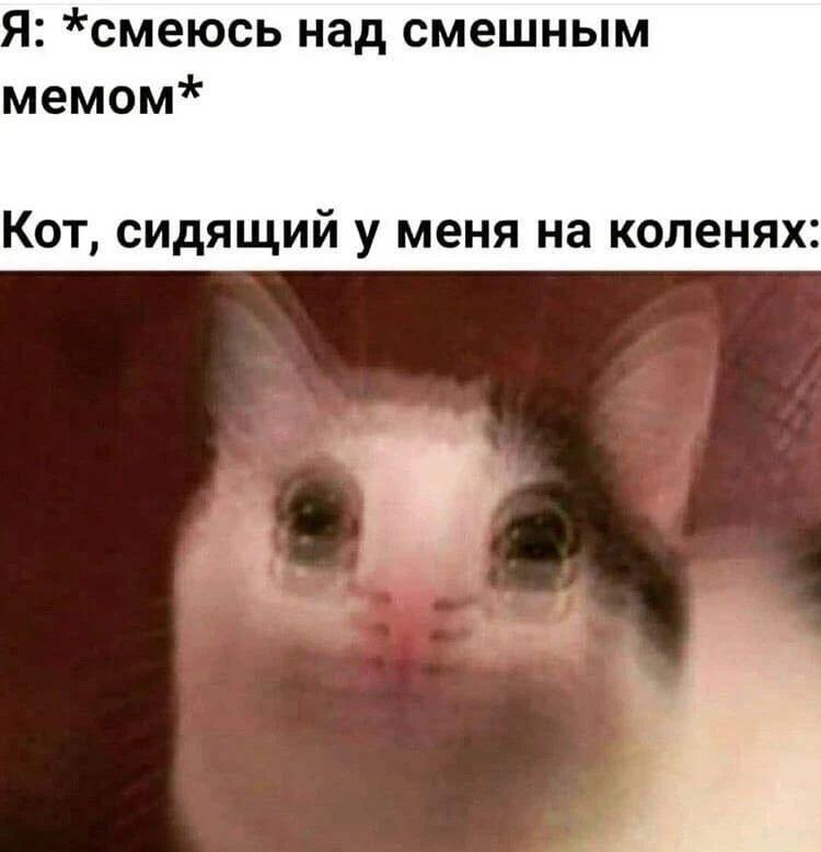 Кот-СпАсИбО бЛиН