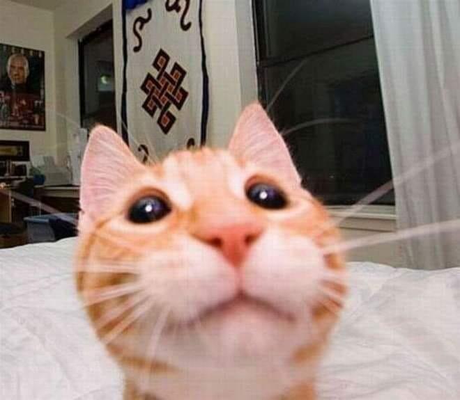 Жиза