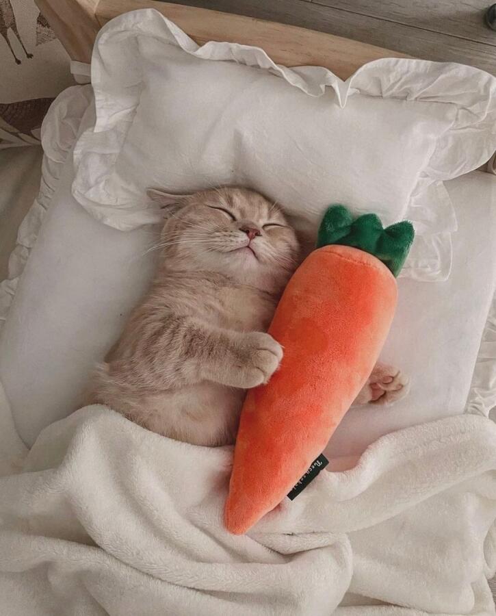 Милоты вам в ленту