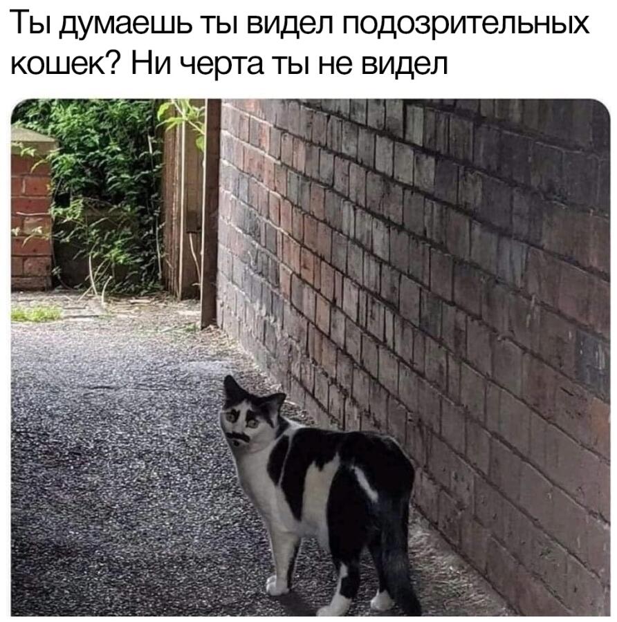Мем без подписи
