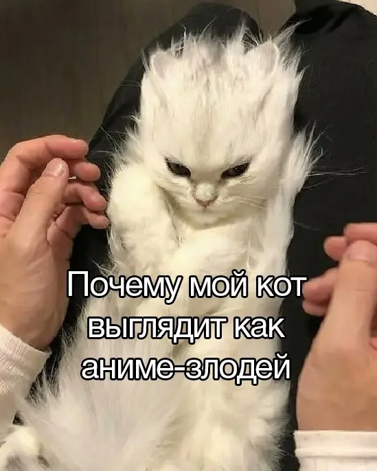 Мем кот с пальцем. Кот смеется Мем с пальцем. Кот на пальце Мем. Коты с пальцами вверх прикол. Кот палец вверх.