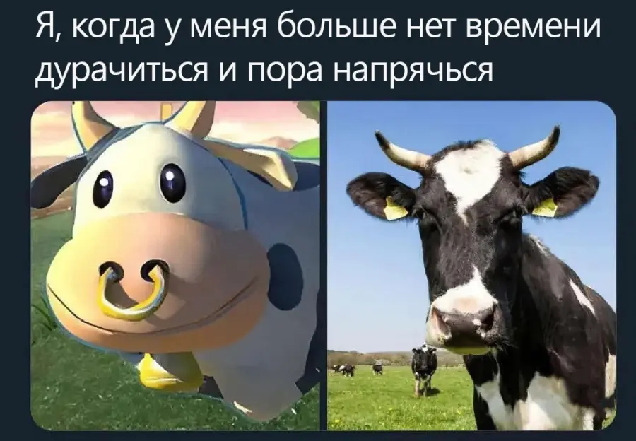 Мем с коровой почему