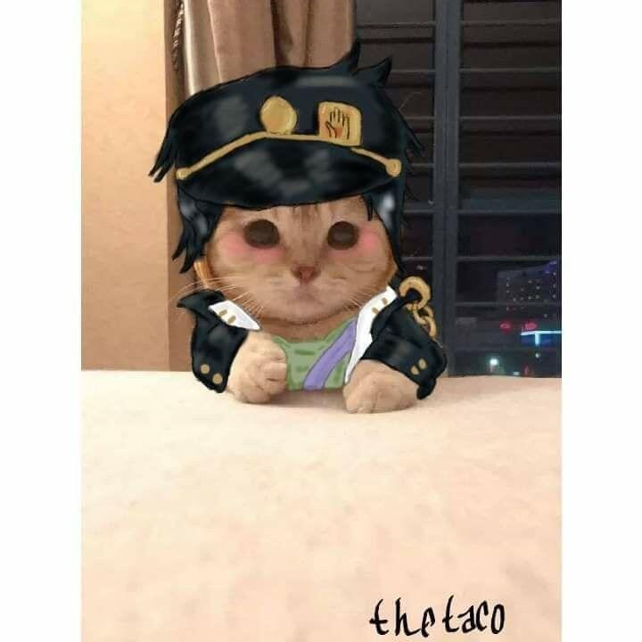 Котик джотаро