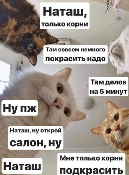 Мем от Badvarsik