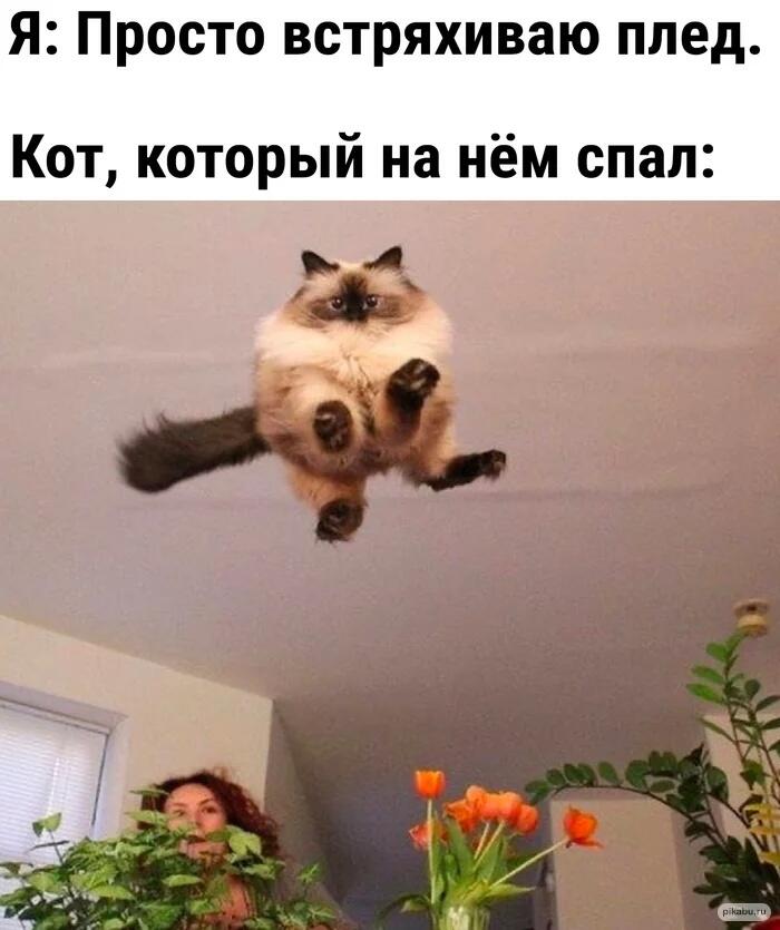 Мем от Badvarsik