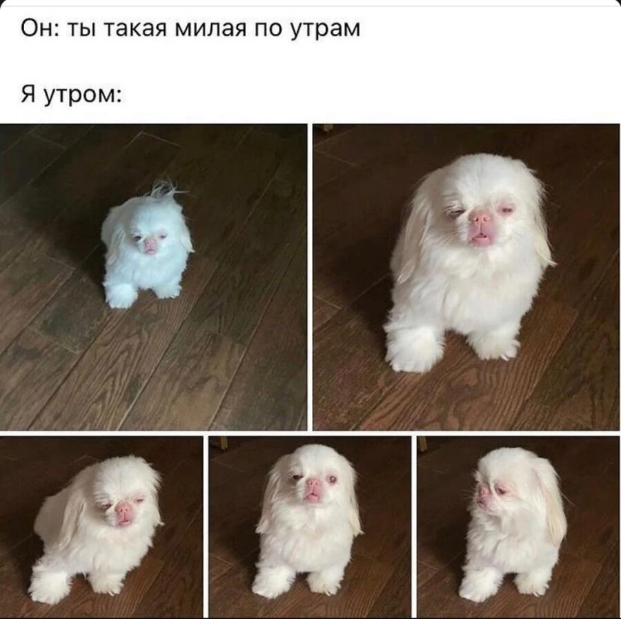 Мем от Badvarsik