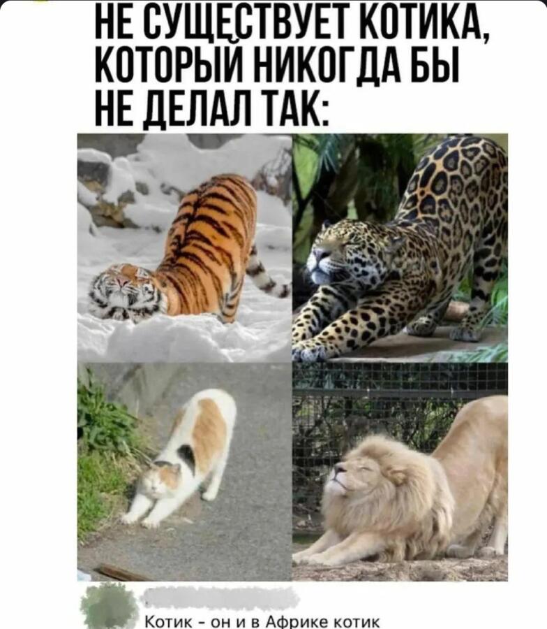 Мем от Badvarsik