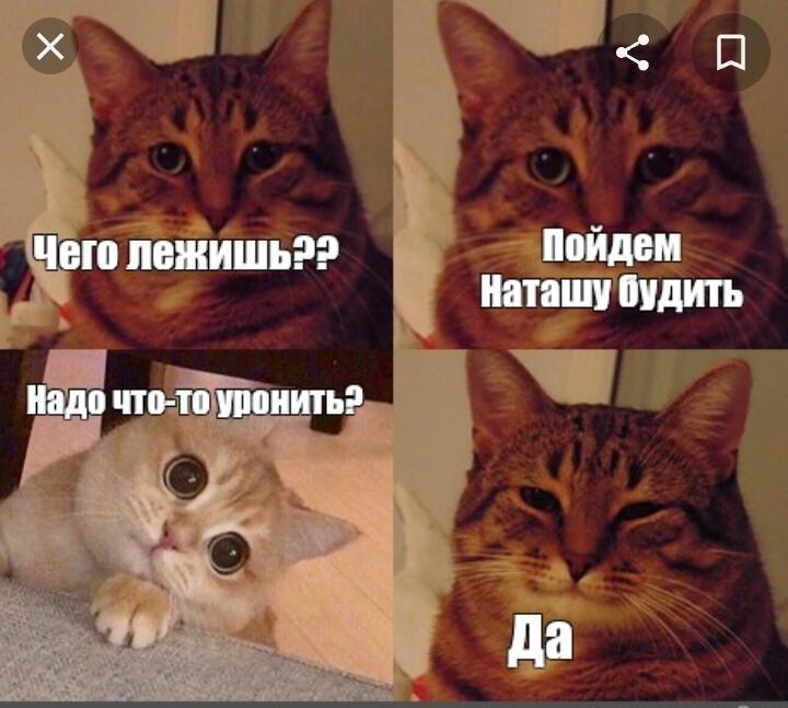 Немного про Наташу и котов