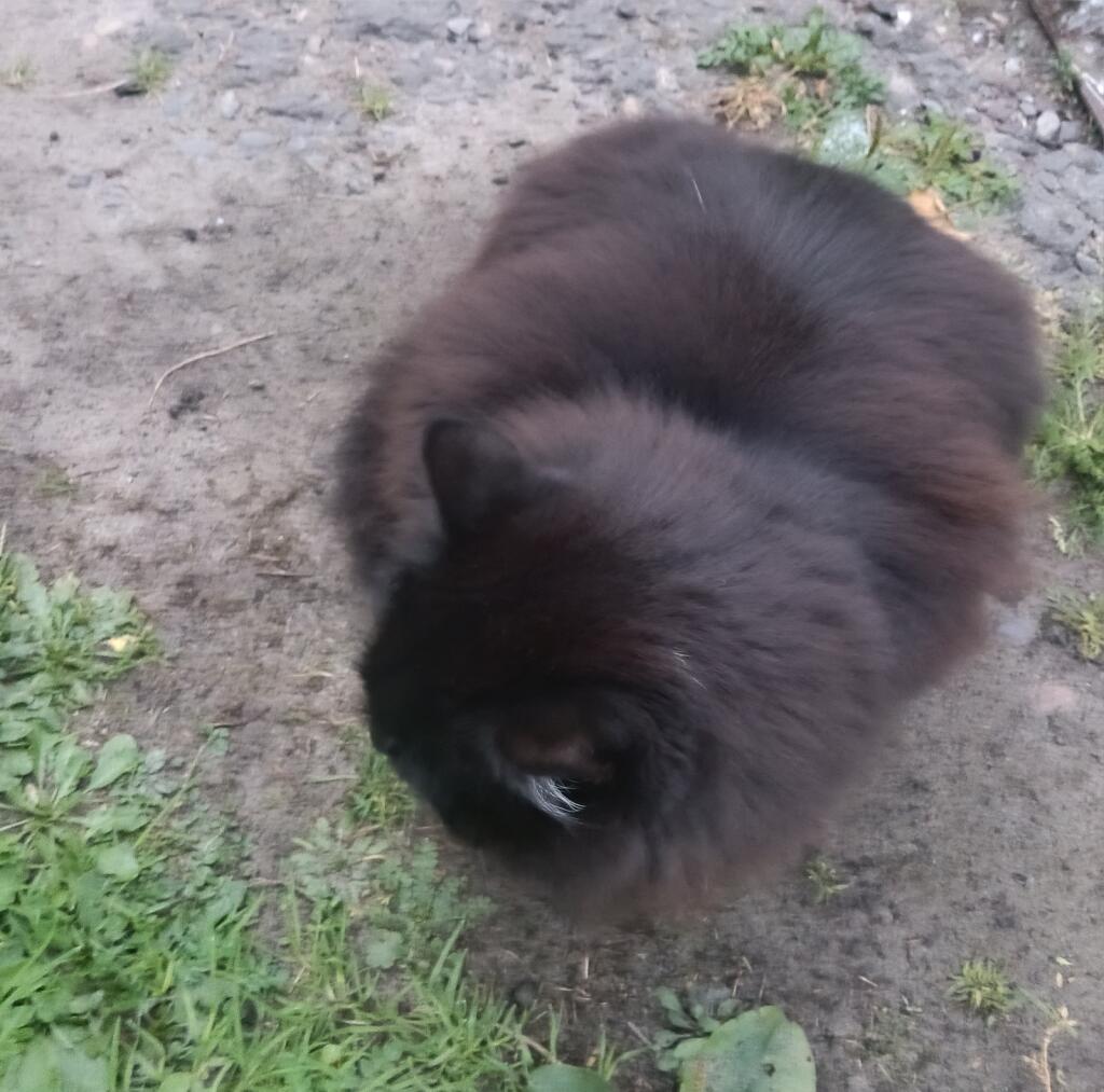 Мой котик @Усталость