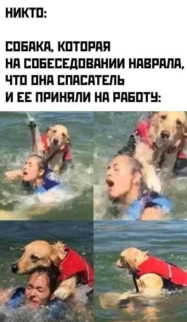 Золотистый ретривер в красном жилете тащит человека за шкирку в воде, демонстрируя сомнительные навыки спасения
