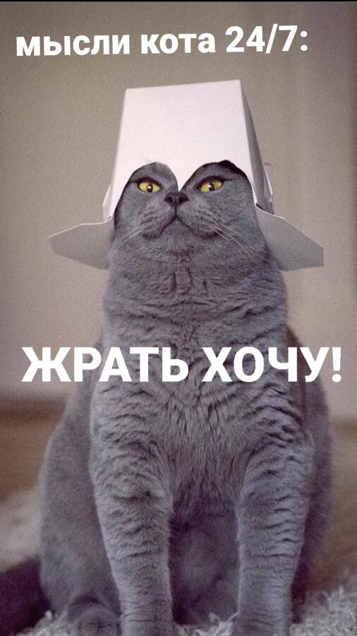 Мем от ᜥᝪᝨ CAT