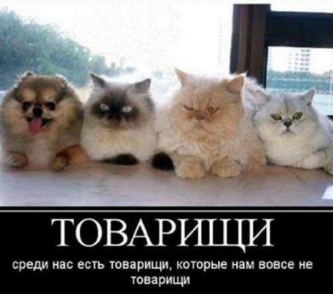 Мем от poly