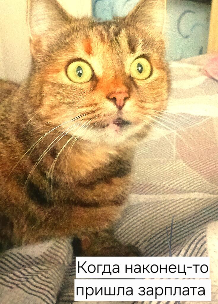 Мем от Максим Котович