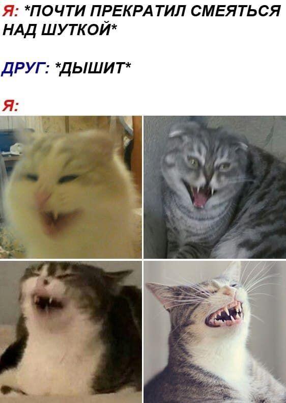 Четыре кота с открытыми пастями смеются, надпись: я почти перестал смеяться, друг дышит