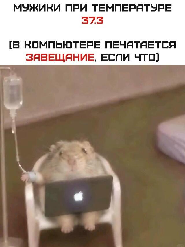 Хомяк сидит в кресле с капельницей и печатает на ноутбуке текст завещания