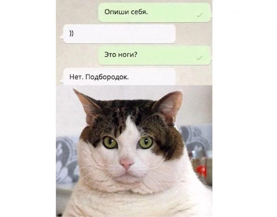 Рыжий кот держит лапами лицо человека и спрашивает, где его Наташенька (4 из 10)
