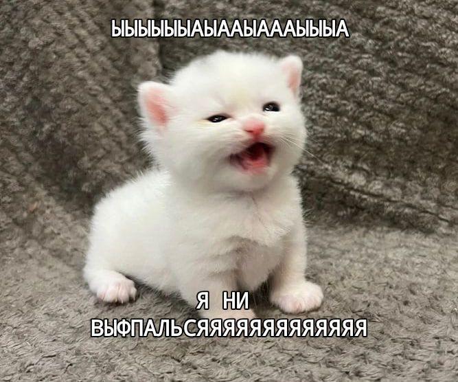 Жиза ?