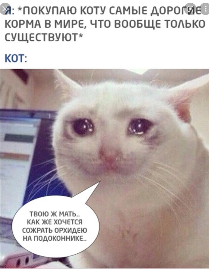 Мем от Мидо́ри