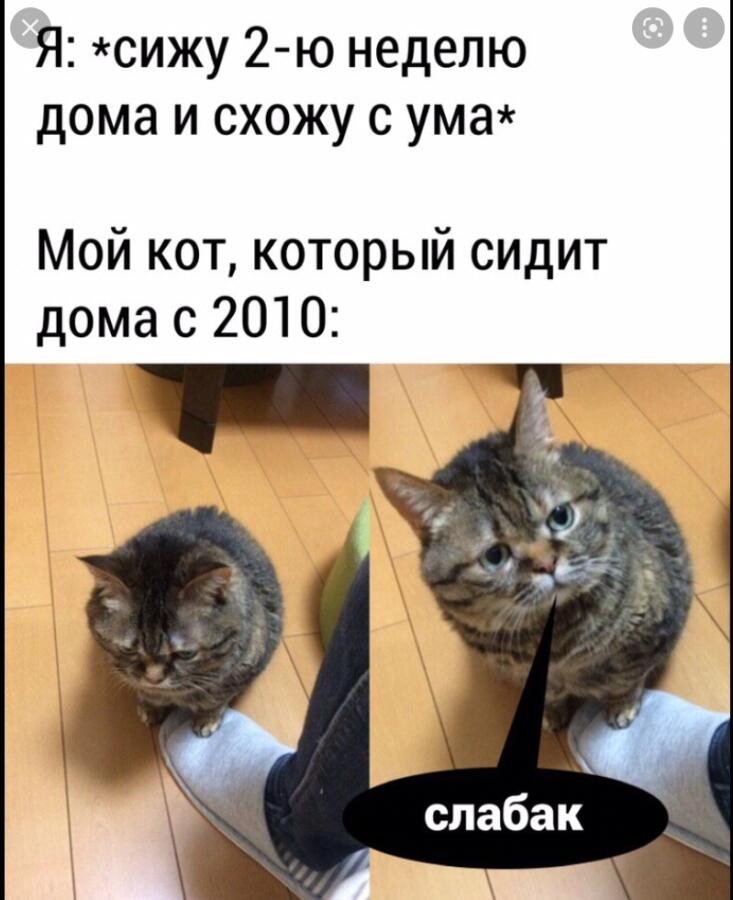 Мем от Мидо́ри