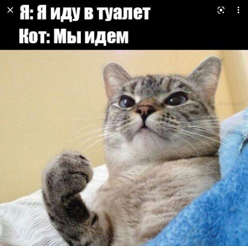 Мем от Мидо́ри