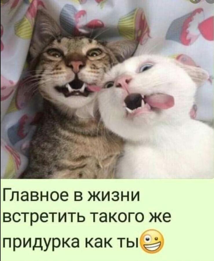 Мем от Мидо́ри