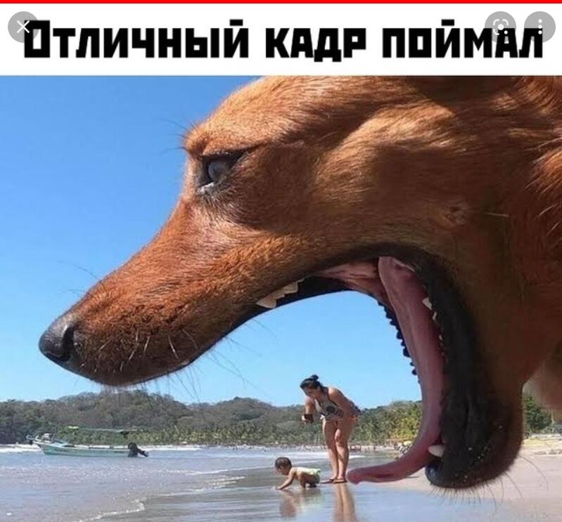 Мем от Мидо́ри