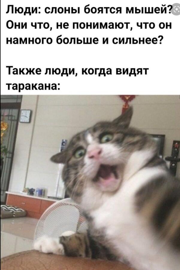 Мем от Мидо́ри