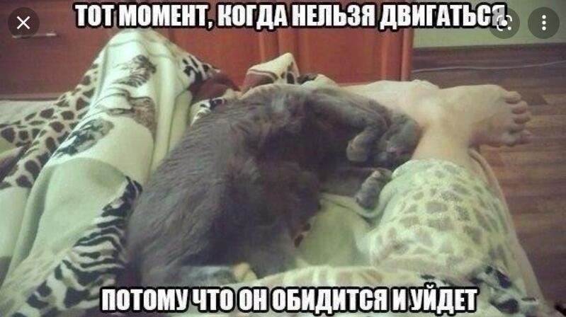 Мем от Мидо́ри