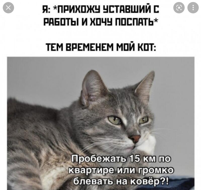 Мем от Мидо́ри
