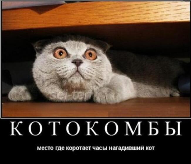 Мем от Мидо́ри