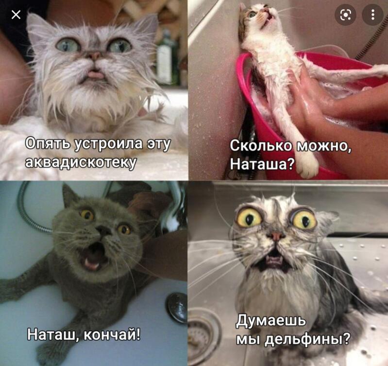 Мем от Мидо́ри