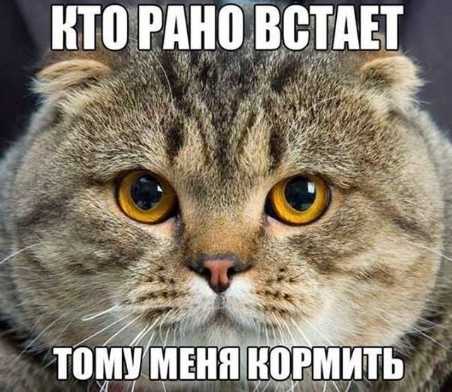 Мем от Мидо́ри