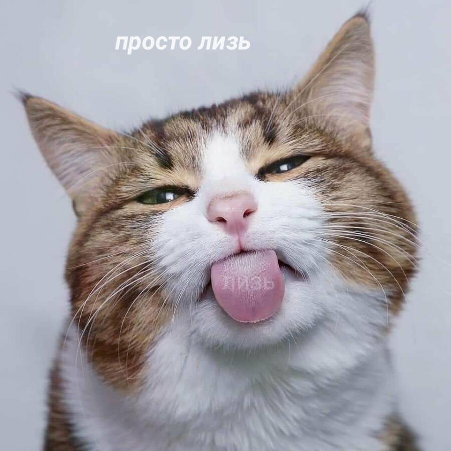 Мем от Мидо́ри