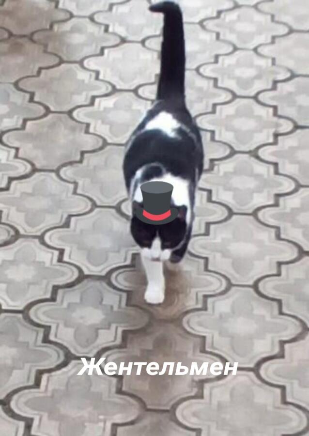 Мем без подписи